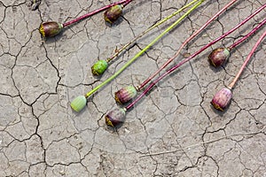 Drought field land with poppy seeds Papaver poppyhead, drying up soil cracked, drying up the soil cracked, climate change,