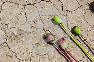 Drought field land with poppy seeds Papaver poppyhead, drying up soil cracked, drying up the soil cracked, climate change,