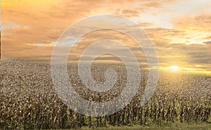 Drought global warming the tree withered hot