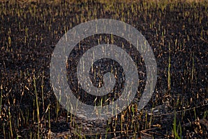 Drought, hot climate and natural fire. Reed sprouts amont burnt gound and ash. Environmental protection, global warming, flora photo