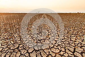 Drought impact on agriculture