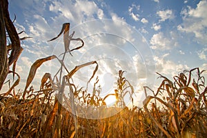 Drought impact crop at agricultural fields