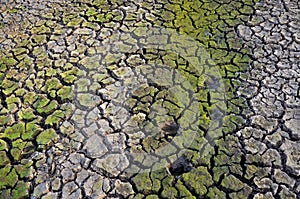 Drought land. Barren earth. Dry cracked earth background. Cracked mud pattern.