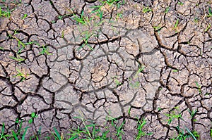 Drought land. Barren earth. Dry cracked earth background. Cracked mud pattern.