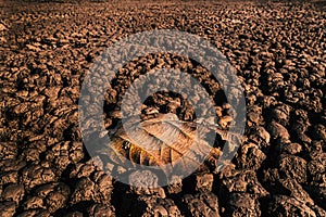 Drought land and dry leaf on crack ground in the lake