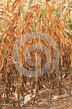 Drought leaves dry corn