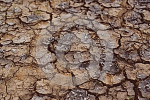 Drought, mud cracks in dry cultivated land