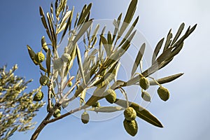 Drought in olive field photo