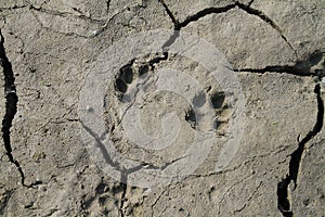 Wildlife Paw Prints in Northern Illinois Lake bed in DROUGHT conditions photo