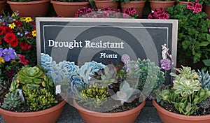 Drought resistant plants