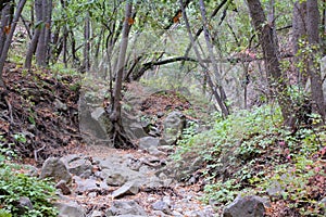 Drought stream Nojoqui Falls Park California