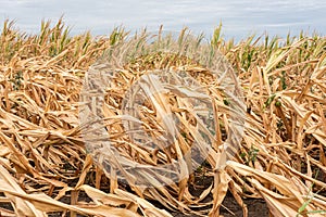 Drought-stricken corn crop in Hungary, EU.