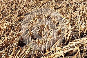 Drought-stricken corn crop in Hungary, EU.