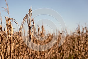 Drought Stricken Corn Field