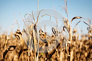 Drought Stricken Corn Field