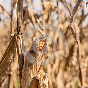 Drought Stricken Corn Field