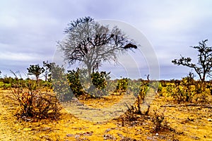 The drought stricken savanna area of northern Kruger National Park