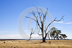 Drought stricken tree