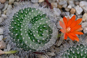 Orange Snowball Rebutia muscula, an orange-red flower photo