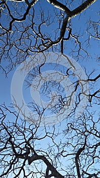 Drought tree branches isolated with blue sky