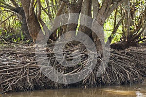 Drought: Tree Trunks with Root Exposure by Riverbank