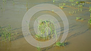 Drought wetland, swamp and pond drying up the soil cracked crust earth climate change very, slowly dries the surface