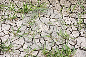 Drought wheat field