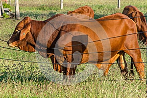 Droughtmaster bull scratching