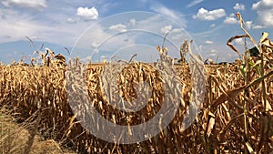 Drouth in agriculture, global warming: field of dry corn at sunny day