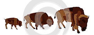 Drove of Bison family vector illustration isolated. Calf bison, animal cub baby. Herd of buffalo symbol.
