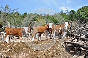 Drove of cows, farm