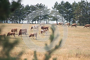 drove of cows