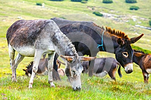 Drove of donkeys