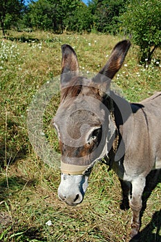 Drove of donkeys restingin the green meadow photo