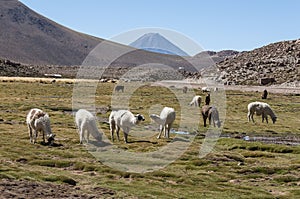 Drove of llamas - Chile