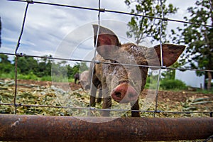 Drove of pigs on a pasture. Litter of piglets in a field