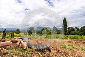 Drove of pigs on a pasture. Litter of piglets in a field