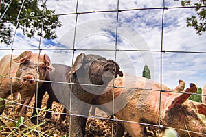Drove of pigs on a pasture. Litter of piglets in a field