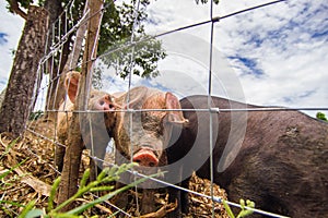 Drove of pigs on a pasture. Litter of piglets in a field