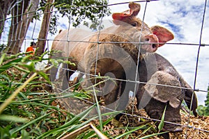 Drove of pigs on a pasture. Litter of piglets in a field