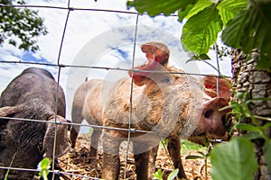 Drove of pigs on a pasture. Litter of piglets in a field