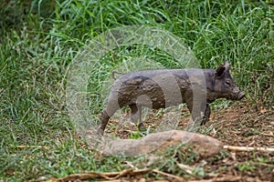 Drove of pigs on a pasture. Litter of piglets in a field