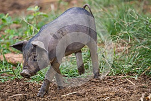 Drove of pigs on a pasture. Litter of piglets in a field