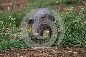 Drove of pigs on a pasture. Litter of piglets in a field