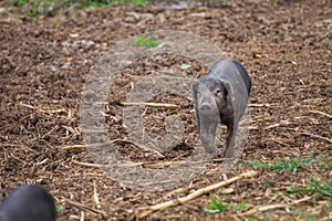 Drove of pigs on a pasture. Litter of piglets in a field