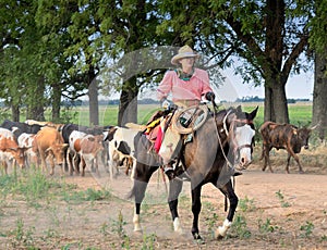 Drover on a Kansas Longhorn Cattle Drive