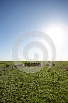 Drovers or cowboys herding a herd of black cows