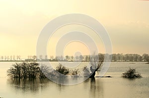 Drowned trees in dutch fore-lands