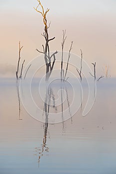 Drowned Trees, Lake Tinaroo photo