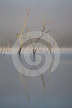 Drowned Trees photo